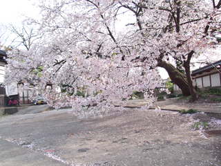 sakura02_b.jpg