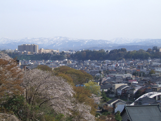 sakura02_c.jpg